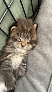 250506pebbelskittens04panter Panter heeft een plekje gevonden tussen de tralies van de kooi en de 'deurstopper' die als border dient