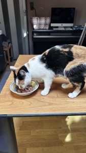 250506pip05 Zieke moederpoes Pip herstellend, even eten, dat doet goed