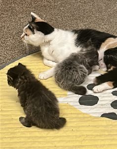 250509kittens01 Pip met de kittens van Pebbels, gewoon samen delen