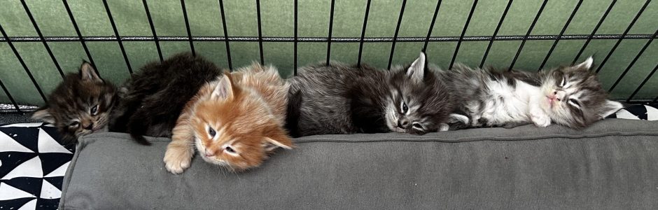 250509pebbelskittens01 De ukkies van Pebbels op een rijtje in de kooi