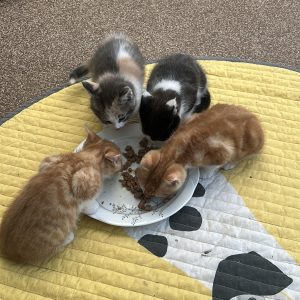 250509pipkittens05 De ukkies van Pip heerlijk aan de smikkel