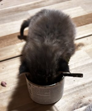 250510kittens09 Panter wil gewoon eten, eten, eten!