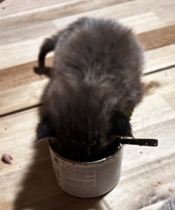 250510kittens09 Panter steekt zijn koppie in het blikje, want hij wil meer eten