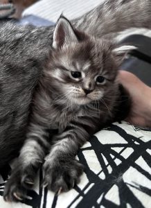250511kittens02puk Puk heerlijk bij mij op schoot aan het genieten