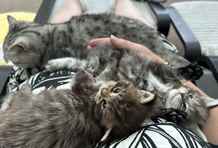 250511kittens05panterpuk Puk, Panter en Amber gezellig bij mij op schoot