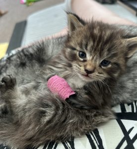 250511kittens06panter Panter met opnieuw getaped half losgeraakt spalkje, even op mijn schoot