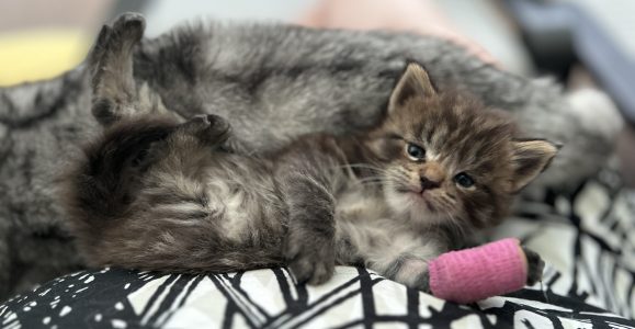 250511kittens09panter Panter geniet duidelijk even van de aandacht op mijn schoot