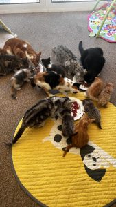 250512kittens04 Eetfeest, alle kittens en katten bij elkaar lekker smikkelen