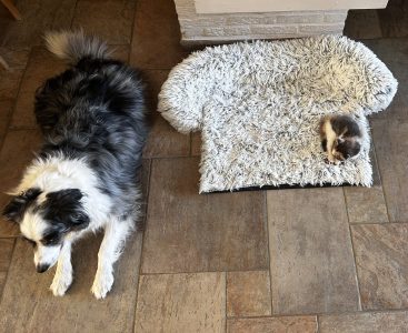 250512kittens11pretzelmetstorm Pretzel ligt op de hondenmand, Storm ligt ernaast, want dat past niet meer