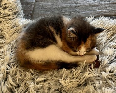 250512kittens12pretzel Pretzel ligt op de hondenmand
