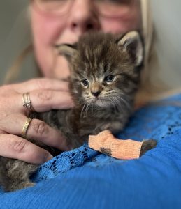 250512kittens13panter Panter met nieuw oranje spalkje, weer even samen wennen