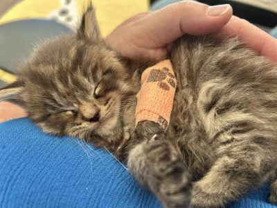 250512kittens14panter Panter met zijn spalkje, het is vermoeiend en hij moet even rusten