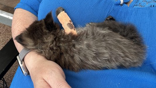 250512kittens16panter Panter met zijn spalkje, het is vermoeiend en hij moet even rusten