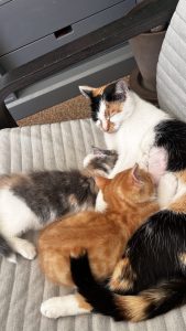 250512kittens19 Pip met haar ukkies aan het genieten