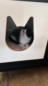 250512kittens20pollo Pollo heeft weer een nieuw mandje in huis ontdekt