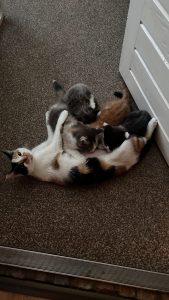 250512kittens22 Pip met haar kittens en een verdwaalde Pico van Pebbels