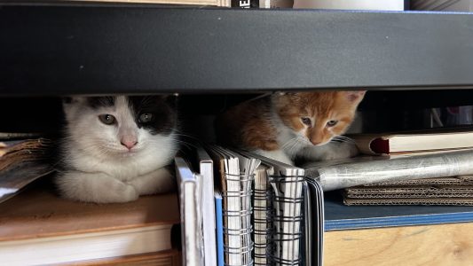 250513kittens02pollopepper Pollo en Pepper hebben een nieuwe verstop en slaapplek ontdekt