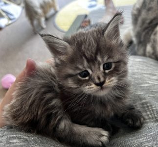 250515puk02 Puk ligt gezellig op mijn schoot, gewoon even mooi wezen
