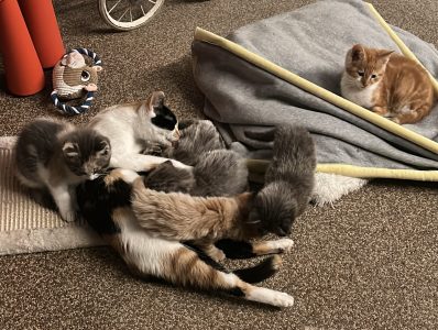 250516kittens01 Pip zoogt de kittens naast de ingestorte tipi