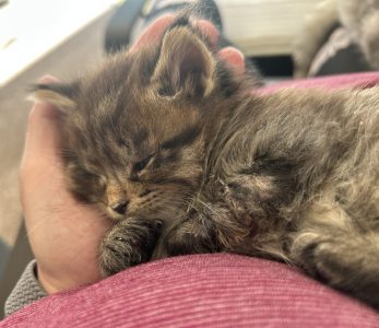 250516panter01 Panter met zijn pootje wat smet heeft, zo zielig