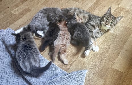 250516pebbelskittens03 Pebbels zoogt de kittens, heerlijk om van mee te genieten