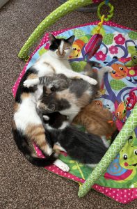 250518pipkittens01 Pip met haar kittens, gewoon even bij mama drinken