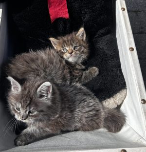 250521frenkiekittenspukpanter06 Puk en Panter worden lekker gewandeld door onze kleindochter