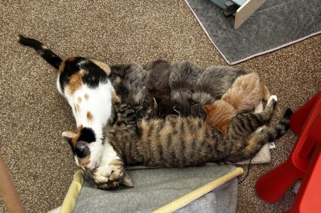 250521kittens01 De ukkies van Pebbels drinken bij haar en Pip verzorgt Pebbels