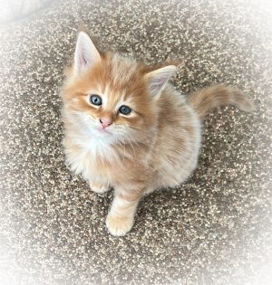 250522pumba01 De knappe Pumba doet even poseren