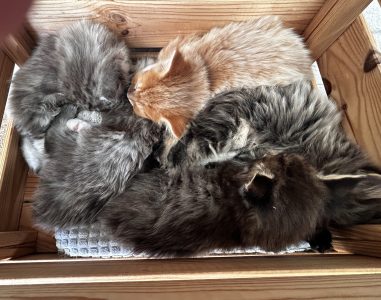 250523kittens01 De ukkies van Pebbels bij elkaar in het kistje