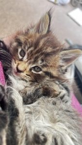 250528panter01 Panter is een kitten met afwijkend pootje