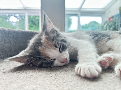 Lieve genietende Pretzel Lieve genietende Pretzel