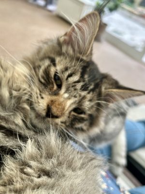 Panter zijn roesje uitslapen Panter zijn roesje uitslapen