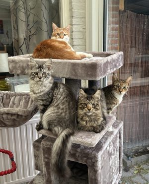 Happy family Happy family
