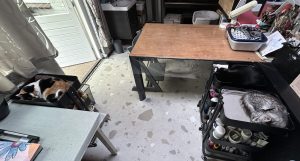 Heerlijk gezelschap in mijn werkkamer Heerlijk gezelschap in mijn werkkamer