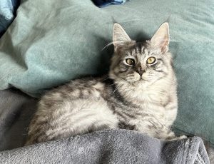 De lieve en ondeugende Puk De lieve en ondeugende Puk