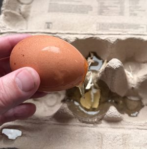 Een ei dat aan de eierdoos vastzat en daardoor openscheurde bij het uitnemen.