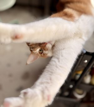 Pinda hangt ondersteboven met uitgestrekte voorpoten en kijkt nieuwsgierig de camera in.